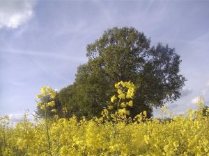 Bild 12: Ferienhaus alte Schmiede Habertwedt