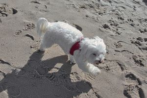 Bild 14: D42 Rügen, mit dem Strand für die ganze Familie vor der Nase, mit Terrasse