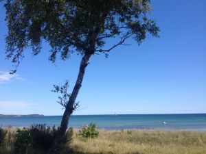 Vom Hafen Wiek können Sie mit dem Schiff zur Insel Hiddensee fahren. - Bild 13: Fewo 500 m zum Wasser, Balkon,Terrasse, Garten mit Grillecke, 2 Fahrräder!