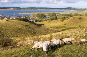 Bild 24: Haus Morgenrot Reet gedeckt (Mönchgut auf Rügen) direkt am Meer
