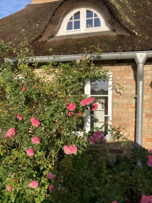 Bild 3: Urlaub mit Hund an der Ostsee