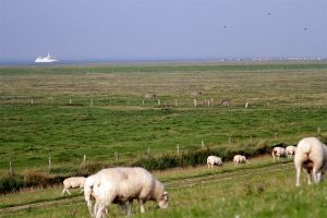 Schafe, Schafe, Schafe - Bild 39: Huus-Thimo an der Nordseeküste - Hunde willkommen - rauchen erlaubt - WLAN