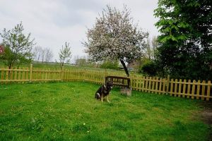 wirf endlich den Ball.... - Bild 31: Huus-Thimo an der Nordseeküste - Hunde willkommen - rauchen erlaubt - WLAN