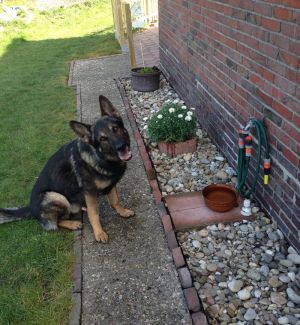 frisches Wasser im Aussenbereich - Bild 1: Huus-Thimo an der Nordseeküste - Hunde willkommen - rauchen erlaubt - WLAN