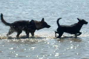 Thimo sucht Freundin - Bild 34: Huus-Thimo an der Nordseeküste - Hunde willkommen - rauchen erlaubt - WLAN