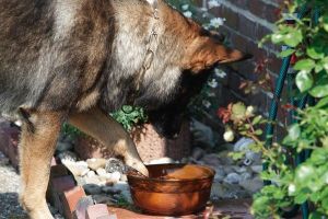 okay, ist kühl genug - Bild 29: Huus-Thimo an der Nordseeküste - Hunde willkommen - rauchen erlaubt - WLAN
