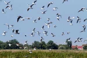 pure Natur - Bild 43: Huus-Thimo an der Nordseeküste - Hunde willkommen - rauchen erlaubt - WLAN