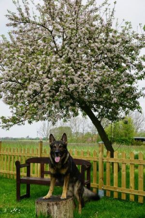 und Kundstücke kann ich auch...lol - Bild 30: Huus-Thimo an der Nordseeküste - Hunde willkommen - rauchen erlaubt - WLAN