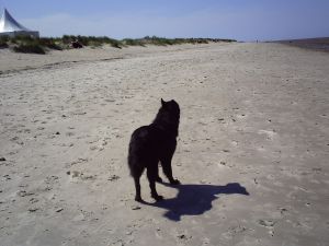 Hundestrand in Schillig - Bild 6: Heini's Huus 1 - Ferien mit Hund(en) an der Nordsee, WLAN vorhanden