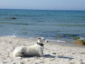 Bild 19: Mühle in Alleinlage mit eingez. Garten auf Rügen für Urlaub mit dem Hund