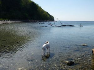 Bild 18: Mühle in Alleinlage mit eingez. Garten auf Rügen für Urlaub mit dem Hund