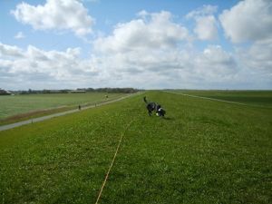 Bild 15: Haus Heidemarie mit eingezäunten Garten, Nordseeküste für Urlaub mit Hund