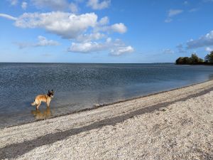 das Ijsselmeer bietet viele Möglichkeit für Wassersport - Bild 17: Haus Birgit mit eingezäunten Garten am Ijsselmeer für Urlaub mit dem Hund