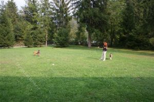 hier hat man genügend Platz zum Frisby spielen oder toben - Bild 17: Villa Nini mit eingez. Garten, Pool am Ledrosee für Urlaub mit dem Hund