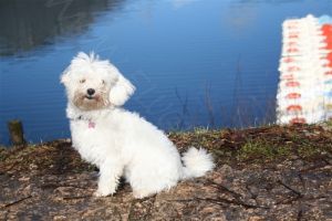Bild 18: Villa Nini mit eingez. Garten, Pool am Ledrosee für Urlaub mit dem Hund