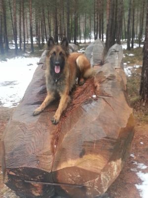 Bild 28: Villa Nini mit eingez. Garten, Pool am Ledrosee für Urlaub mit dem Hund