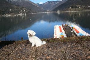 Bild 20: hundefreundliche Fewo Nina mit eigenem eingez. Garten+Pool am Ledrosee