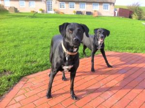 Bild 7: Ferienhaus m.kleiner Wohnung im Dachgeschoss, am Deich für 2 Personen
