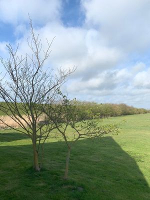 Mit Deichblick - Bild 19: Ferienhaus m.kleiner Wohnung im Dachgeschoss, am Deich für 2 Personen
