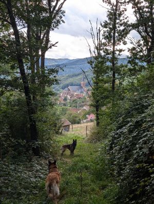 herrliche Wanderwege rund um Breitenbach und Umgebung - Bild 16: Haus Paulette am Ortsrand + eingez.Garten im Elsaß für Urlaub mit dem Hund