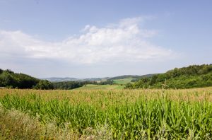 Bild 30: 4 Sterne Ferienwohnung Waldblick im Sauerland