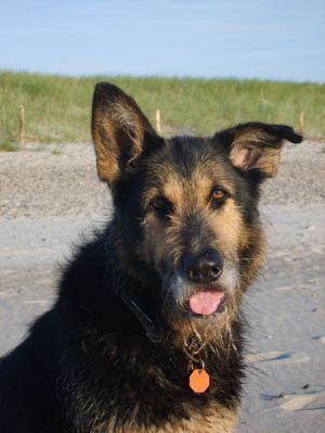 Kalle Auch Kalle liebt den Hohwachter Strand. - Bild 8: Großzügige Ferienwohnung mit Meerblick und Infrarotsauna in Hohwacht