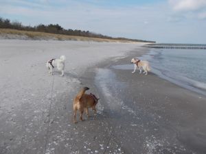 Bild 9: Pension Siegert Whg. 1 im Kranichdorf Bresewitz