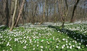 Bild 26: Rügen Träumen, die Seele baumeln lassen, die Ruhe und die Stille genießen