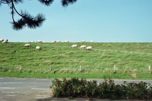 Blick auf den Deich - Bild 11: Charmantes Ferienhaus mit vielen Extras direkt an der Nordsee