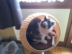 Bild 8: Ferienwohnung Mau & Wau Falkenstein