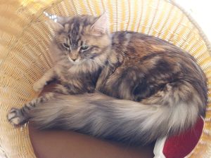 Bild 4: Ferienwohnung Mau & Wau Falkenstein