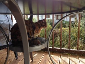 Bild 11: Ferienwohnung Mau & Wau Falkenstein