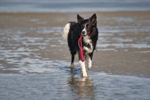 Bild 20: Ferienhaus "Seestern", Urlaub mit Hund, Zaun, Kamin, - 6 P., Nordsee