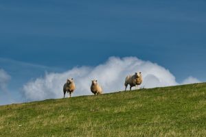 Bild 21: Ferienhaus "Seestern", Urlaub mit Hund, Zaun, Kamin, - 6 P., Nordsee