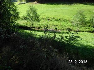 Bild 14: Der Sonnenschein in Schmallenberg-Oberkirchen im Sauerland-Hund willkommen