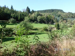 Bild 15: Der Sonnenschein in Schmallenberg-Oberkirchen im Sauerland-Hund willkommen