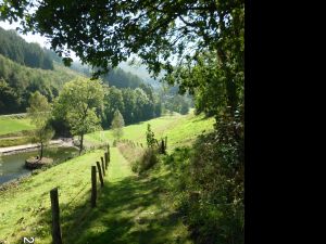Bild 16: Der Sonnenschein in Schmallenberg-Oberkirchen im Sauerland-Hund willkommen