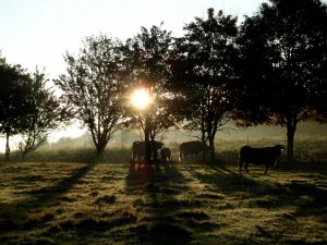 Bild 22: Der Sonnenschein in Schmallenberg-Oberkirchen im Sauerland-Hund willkommen