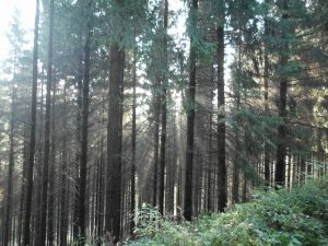 Bild 23: Der Sonnenschein in Schmallenberg-Oberkirchen im Sauerland-Hund willkommen
