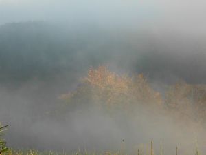 Bild 24: Der Sonnenschein in Schmallenberg-Oberkirchen im Sauerland-Hund willkommen