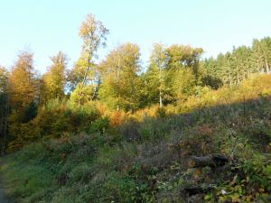 Bild 25: Der Sonnenschein in Schmallenberg-Oberkirchen im Sauerland-Hund willkommen