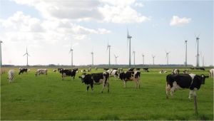 Bild 23: Ferienhaus Küstenperle, WLAN, NR, eingezäunter Garten 1,20m, strandnah