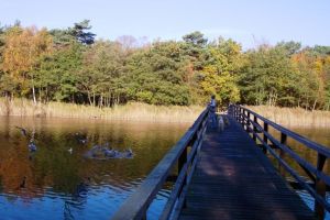 Die Holzbrücke über den Strom auf dem Weg zum Strand - Bild 17: Hundefreundliches Ferienhaus im schönen Ostseebad Prerow