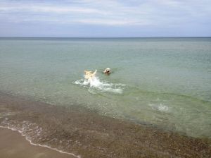 Hinein ins Vergnügen - Bild 19: Hundefreundliches Ferienhaus im schönen Ostseebad Prerow