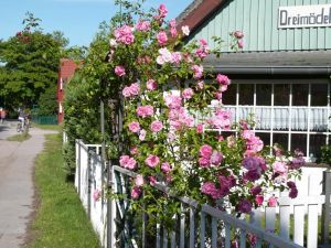 Blick von der Straße auf den Grundstückseingang und die Veranda.
Wo hinten links der Baum steht, geht es links ab zum Strand - Bild 2: Hundefreundliches Ferienhaus im schönen Ostseebad Prerow