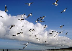 Die sind allerdings in der Überzahl - Bild 21: Hundefreundliches Ferienhaus im schönen Ostseebad Prerow