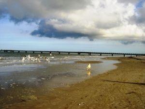 Die Möven am Strand müssen weg. - Bild 20: Hundefreundliches Ferienhaus im schönen Ostseebad Prerow