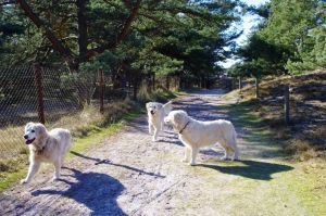 Immer toll - Bild 16: Hundefreundliches Ferienhaus im schönen Ostseebad Prerow