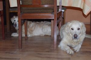 Müde vom Spaziergang zum Leuchtturm - Bild 15: Hundefreundliches Ferienhaus im schönen Ostseebad Prerow