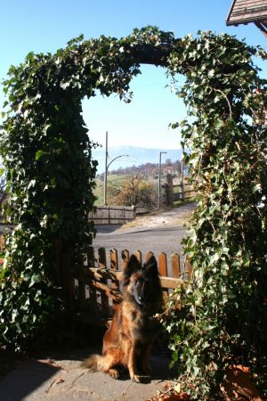 Bild 16: entzückendes Domizil mit eigenem eingezäunem Garten in Südtirol